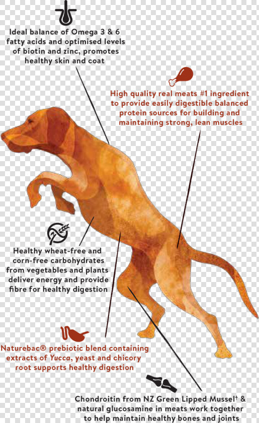 Jumping Dog   Dog Jumping Muscles  HD Png DownloadTransparent PNG