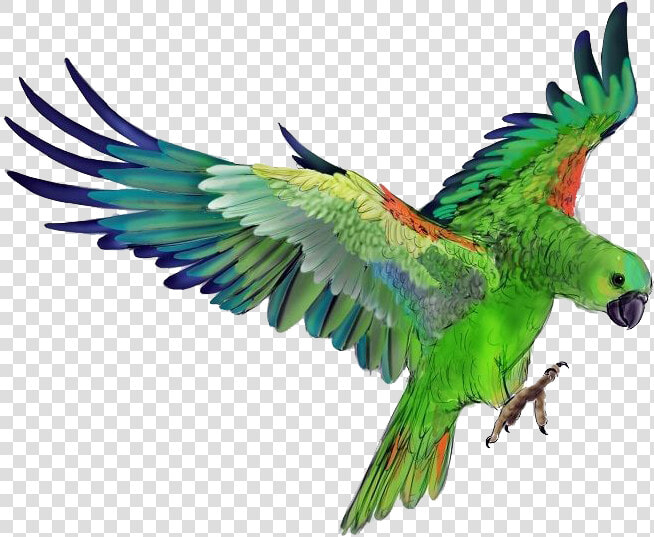 Parrot Png Photo Background   Green Parrot Flying Png  Transparent PngTransparent PNG