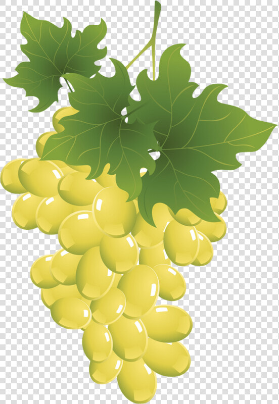 Transparent Raisins Clipart   Dessin Grappes De Raisins  HD Png DownloadTransparent PNG