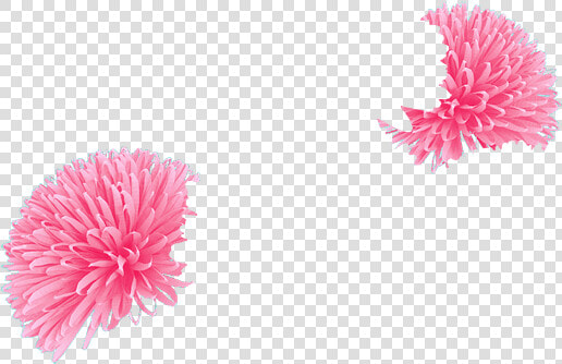 Chrysanths  HD Png DownloadTransparent PNG