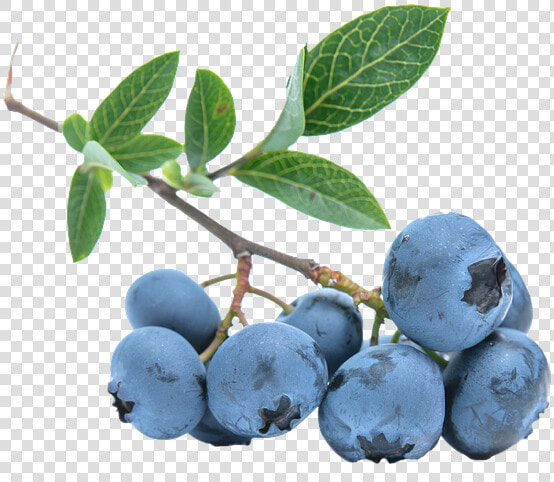 Blueberries Png Image   Blueberries  png  Transparent PngTransparent PNG