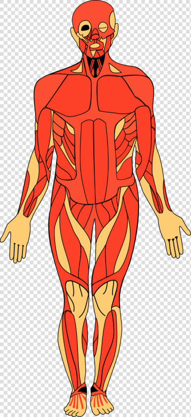 Free Human Anatomy Cliparts   Human Body Anatomy S  HD Png DownloadTransparent PNG