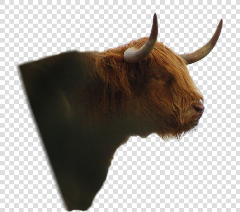  yak   Bull  HD Png DownloadTransparent PNG