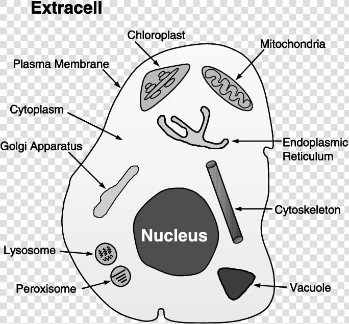 Chloroplast And Cytoplasm  HD Png DownloadTransparent PNG