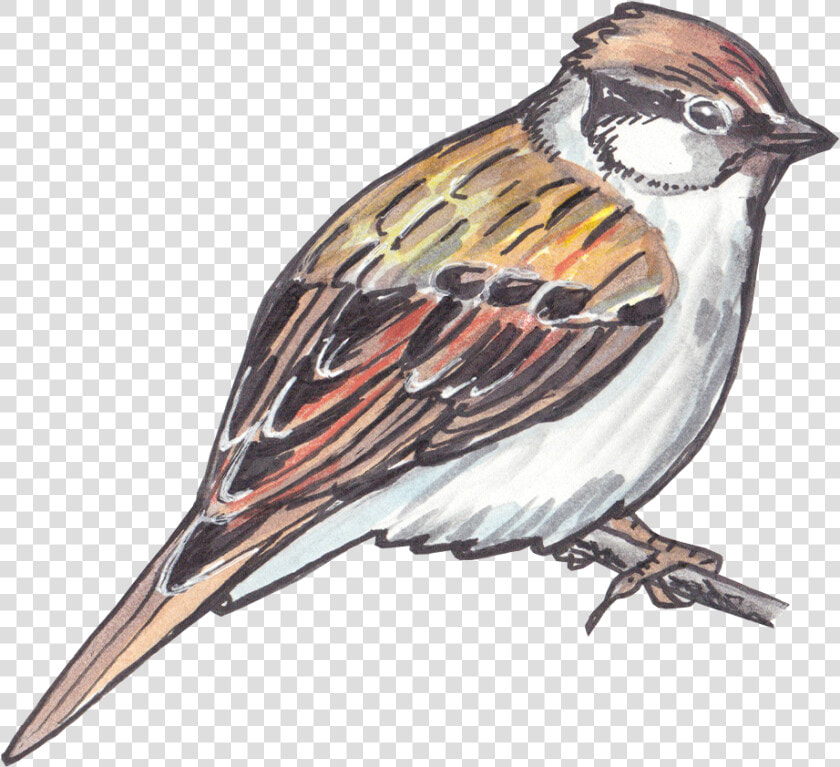 Sparrow Png Clipart   Sparrow Drawing  Transparent PngTransparent PNG