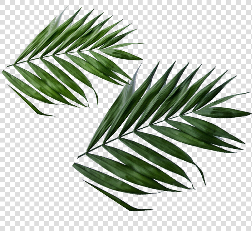 Daun Png   Png Download   Daun Png  Transparent PngTransparent PNG