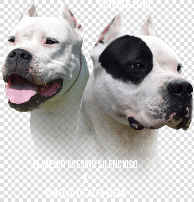 Dogo Argentino  HD Png DownloadTransparent PNG