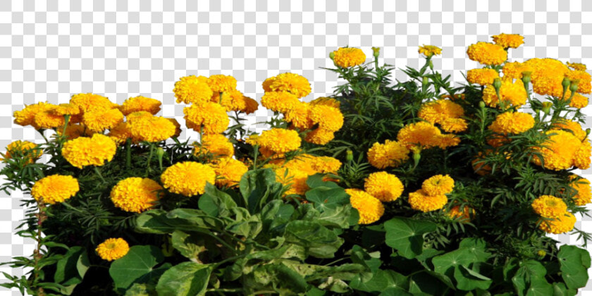 Marigold Clipart Transparent   Marigold Png  Png DownloadTransparent PNG