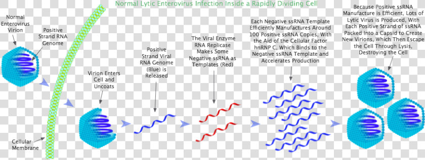 Lytic Enterovirus Infection In A Rapidly Dividing Cell   Positive V Negative Ssrna  HD Png DownloadTransparent PNG