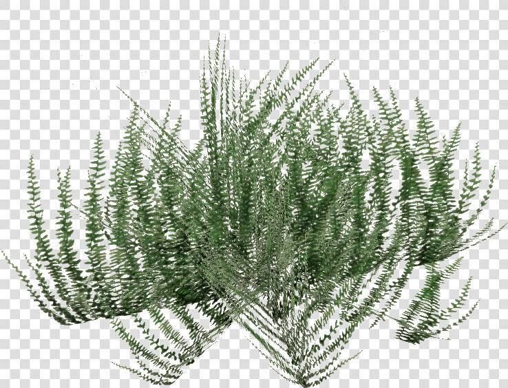 Transparent Ground Png   Horsetail  Png DownloadTransparent PNG