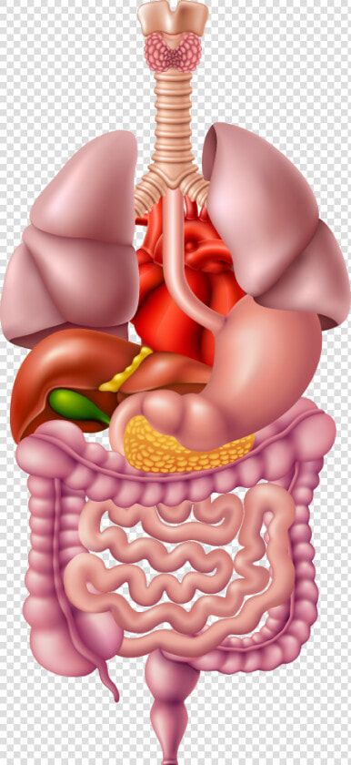 Illustrated Image Representing The Human Digestive   Human Digestive System Png  Transparent PngTransparent PNG