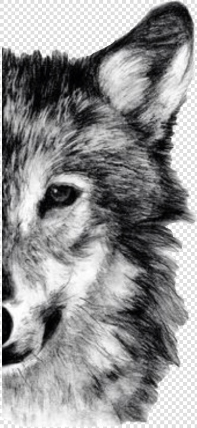  wolf  handdrawn  halfface  freetoedit   Wolf Drawing Half Face  HD Png DownloadTransparent PNG