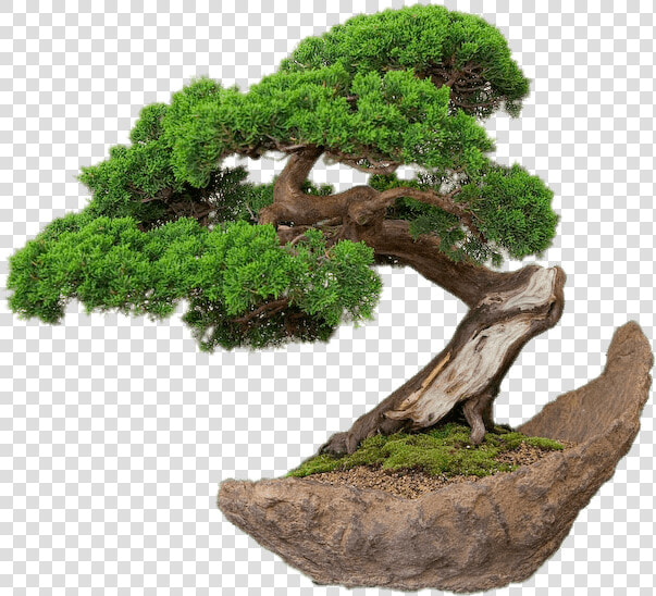 Bonsai On Stone Plate   Bonsai Png  Transparent PngTransparent PNG