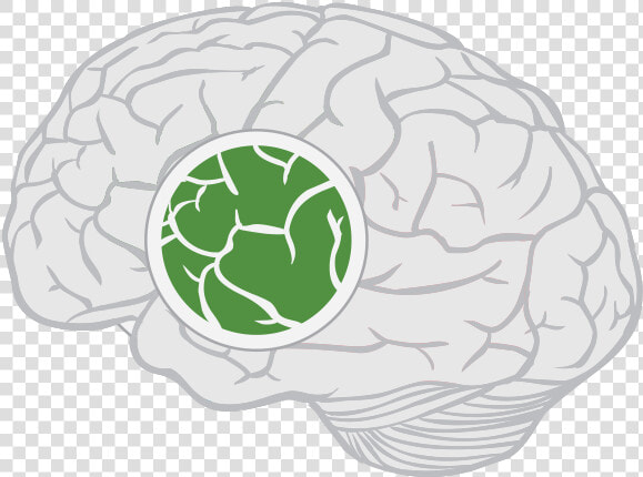 Limbic Lobe Of Brain  HD Png DownloadTransparent PNG