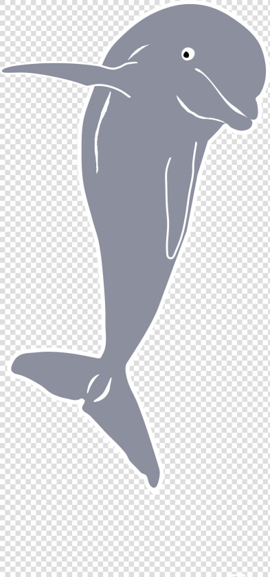 Dolphin Jumping  Front Clip Arts   Transparent Beluga Whale Outline  HD Png DownloadTransparent PNG