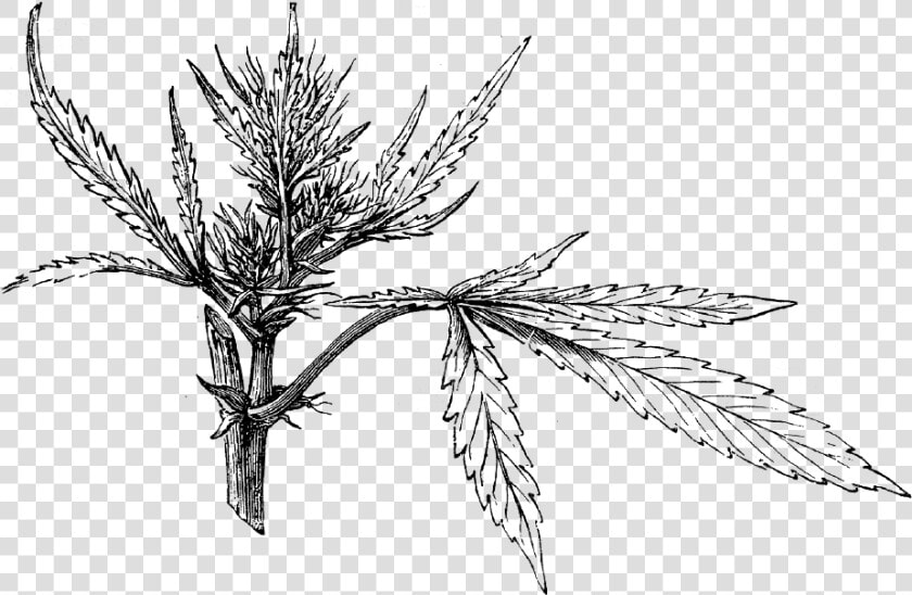 Cannabis Seedling Illo   Cannabis Sativa  HD Png DownloadTransparent PNG