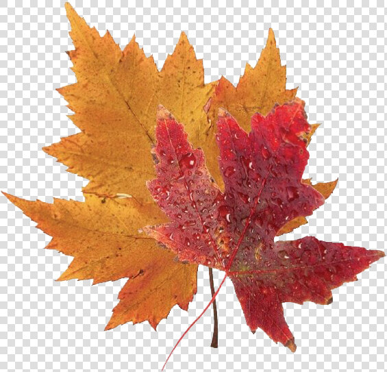 Fall Leaves Png Clipart   Transparent Background Fall Leaves  Png DownloadTransparent PNG