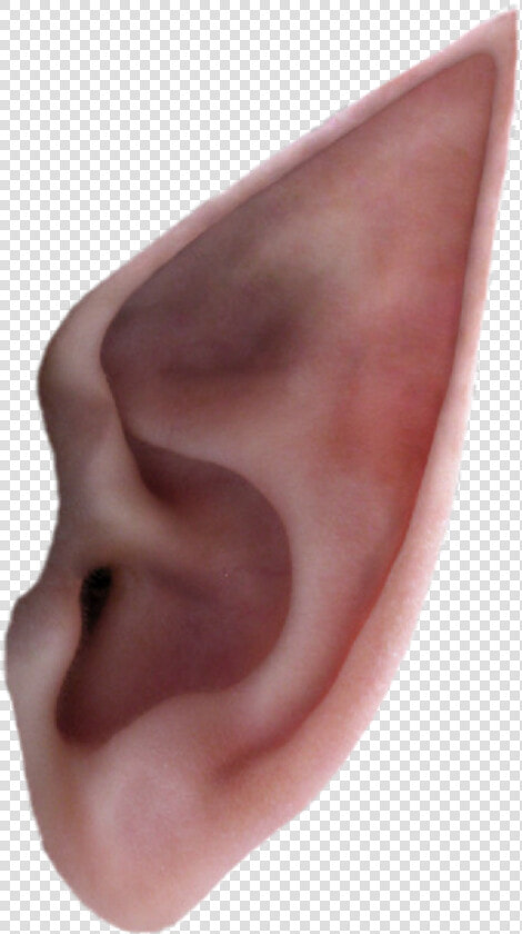  ear elf   Transparent Elf Ear Png  Png DownloadTransparent PNG