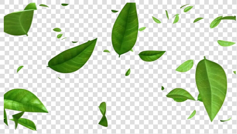 Green Leaves Png Free Image   Transparent Background Leaves Png  Png DownloadTransparent PNG