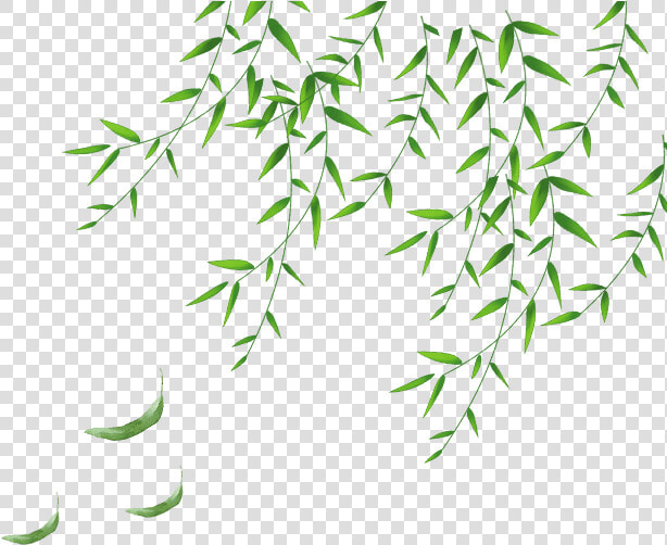 Clip Art The Png For   Daun Hijau Png  Transparent PngTransparent PNG