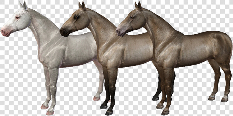 Equus Sims Coats  HD Png DownloadTransparent PNG