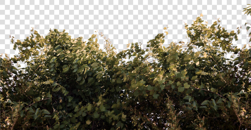 Foliage Bushs And Vines Png Stock Photo 0059 Autum   Foliage Png  Transparent PngTransparent PNG