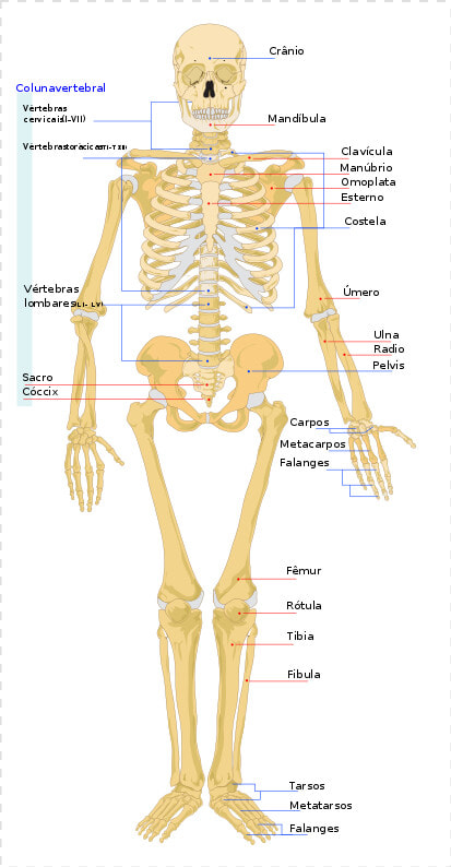 Human Skeleton Png   Human Skeleton  Transparent PngTransparent PNG