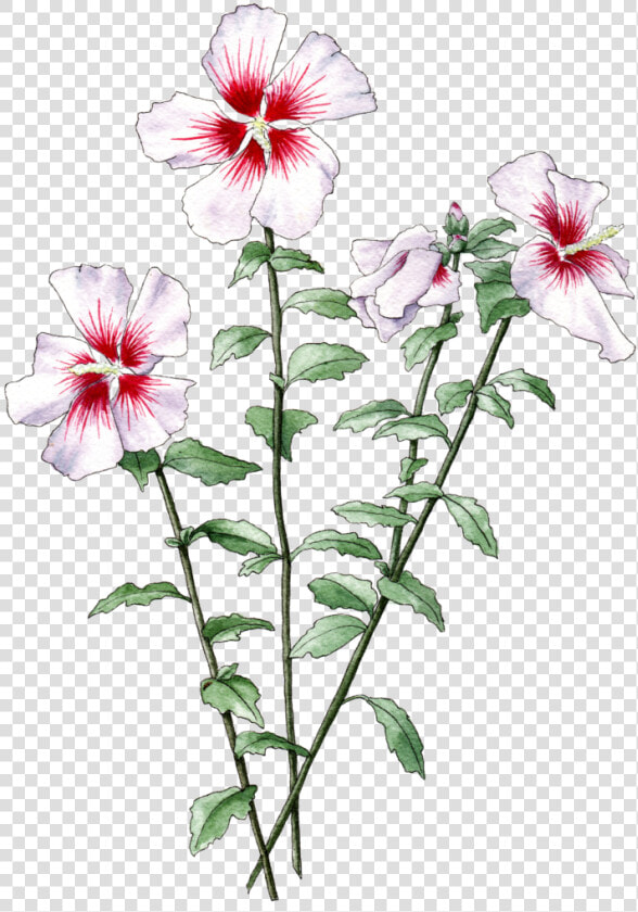 Illustration By Helen Krayenhoff   Dianthus  HD Png DownloadTransparent PNG