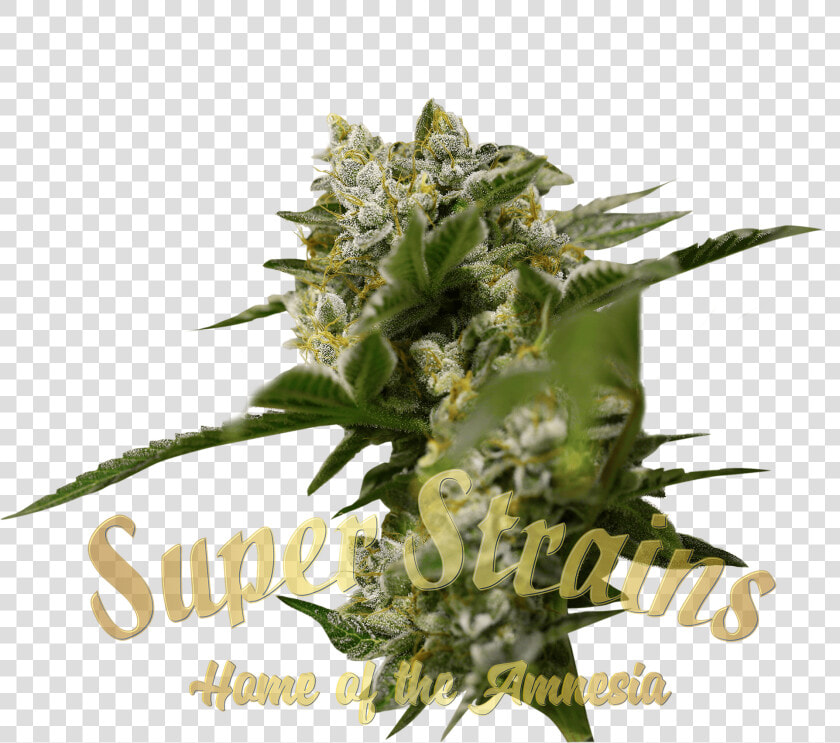 Ibiza Farmer Cannabis Seeds By Super Strains   Anatomy Of Cannabis  HD Png DownloadTransparent PNG