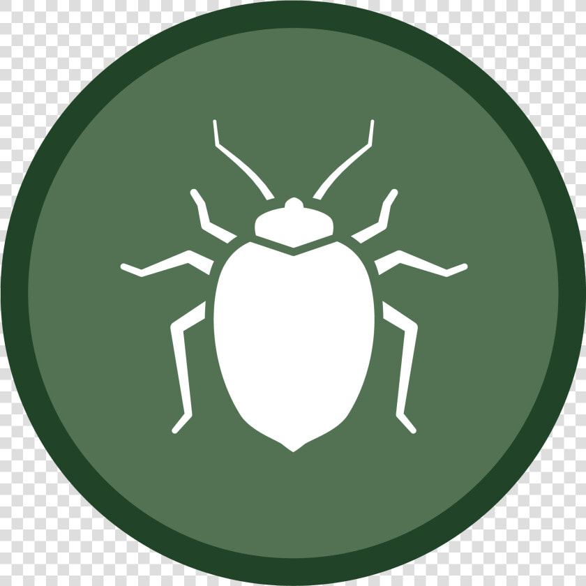 Bedbug Icon 02   Health Dangers  HD Png DownloadTransparent PNG