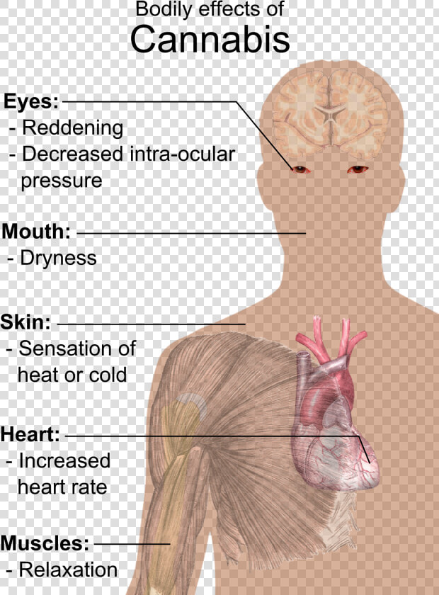 Bodily Effects Of Cannabis  HD Png DownloadTransparent PNG