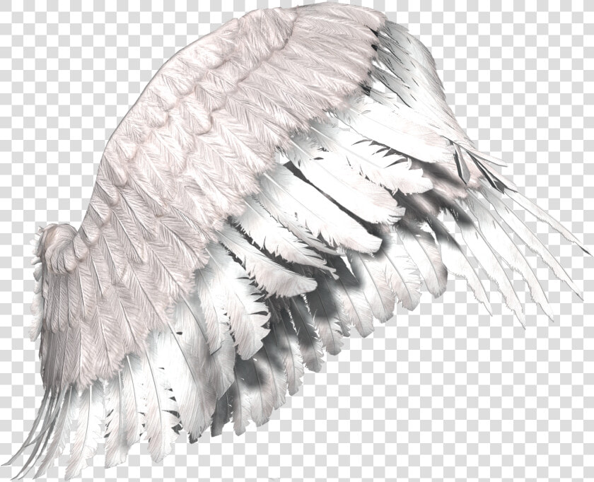 Clip Art Mundo Png De   Asas De Anjo Para Photoshop  Transparent PngTransparent PNG