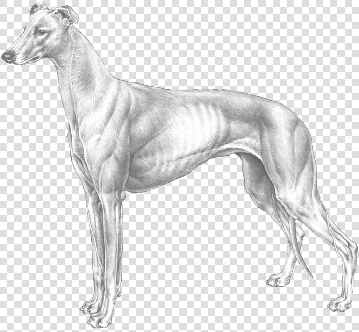 Greyhound   Greyhound Breed Standard  HD Png DownloadTransparent PNG