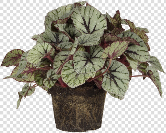 Painted leaf Begonia   Begonia Rex Png  Transparent PngTransparent PNG