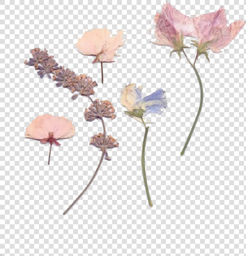  pink  pinktheme  pinkaesthetic  aesthetic  flowers   Pressed Dried Flower Png  Transparent PngTransparent PNG