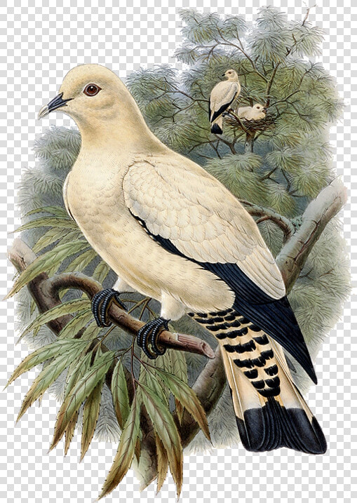 Transparent Dove Bird Clipart   Pigeons And Doves  HD Png DownloadTransparent PNG