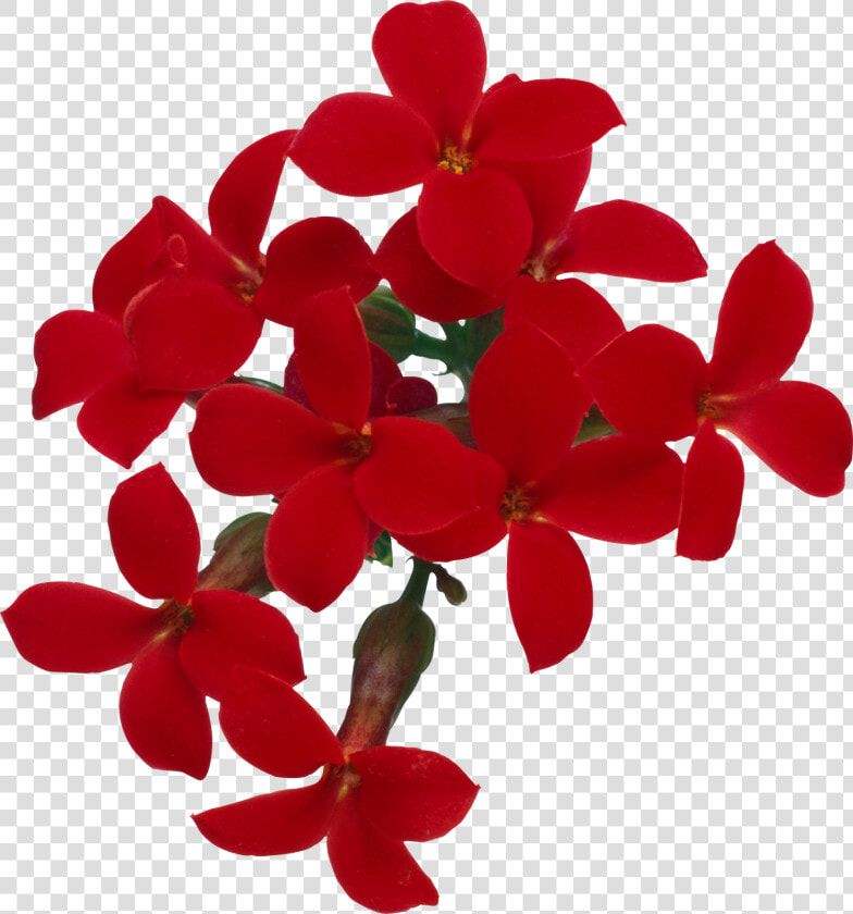 Flores Png  Ramos  Etc  Renders   Moth Orchid  Transparent PngTransparent PNG