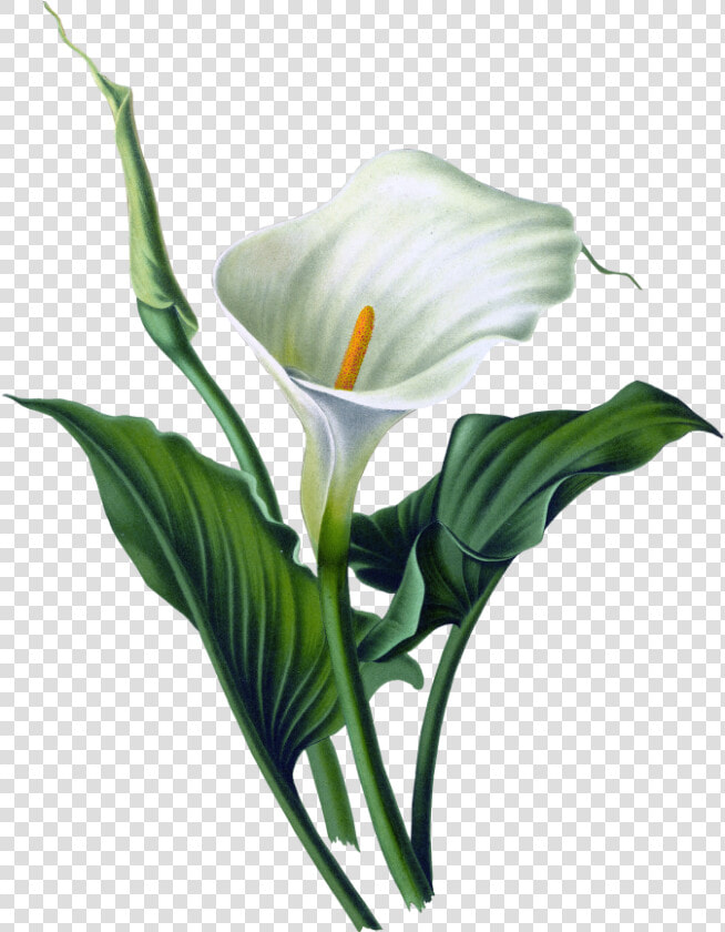 Floral Vector Png   Calla Lily Flower Png  Transparent PngTransparent PNG