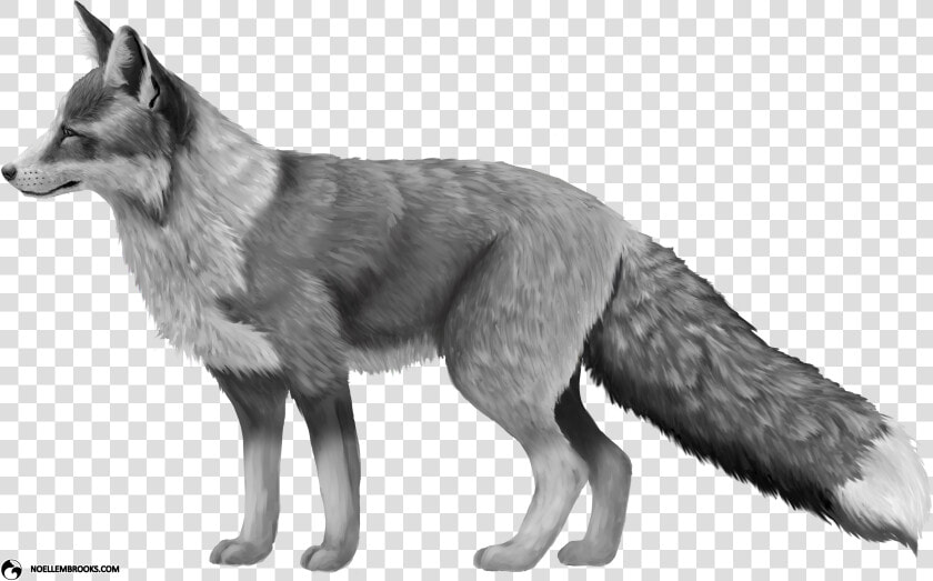 Platinum colored Red Fox   Red Fox Png  Transparent PngTransparent PNG