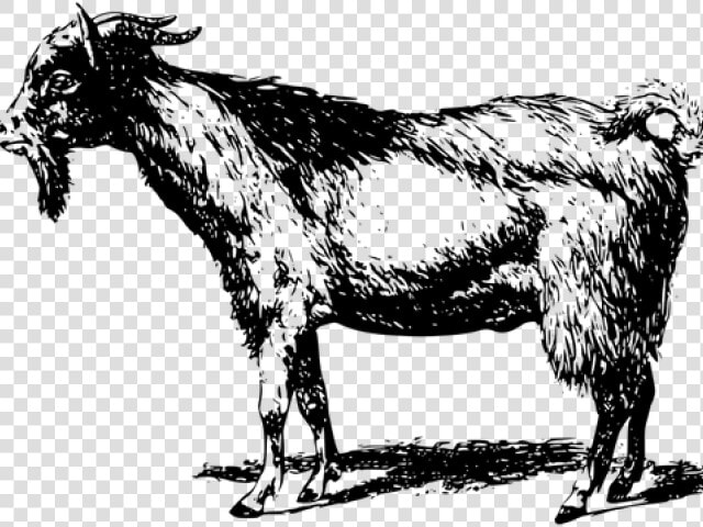 Goat Clipart Kambing   Bakra Black And White  HD Png DownloadTransparent PNG