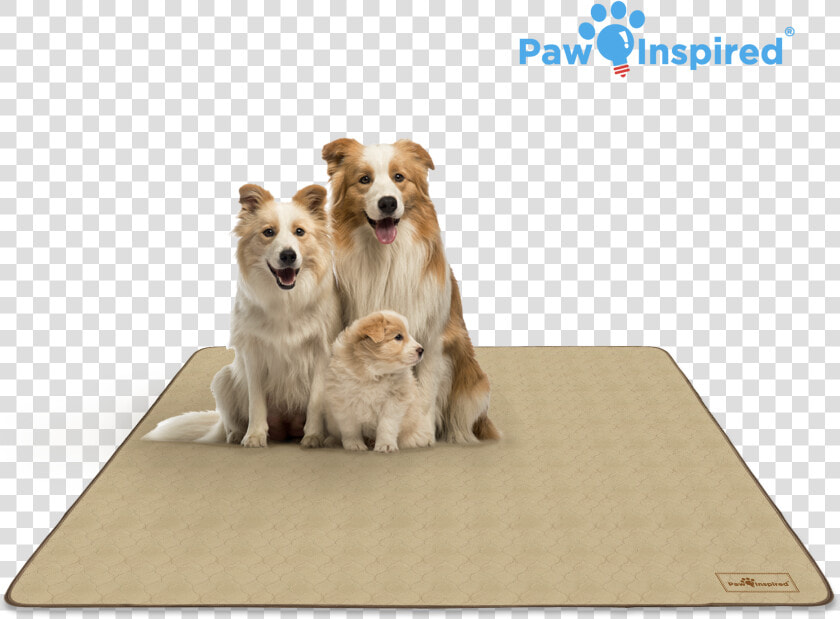 Puppy Paw Png  72   Wheaten Border Collie Puppies  Transparent PngTransparent PNG