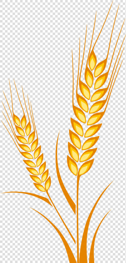 Vector Free Crops Drawing Cereal Grain   Espiga De Trigo Dibujo  HD Png DownloadTransparent PNG