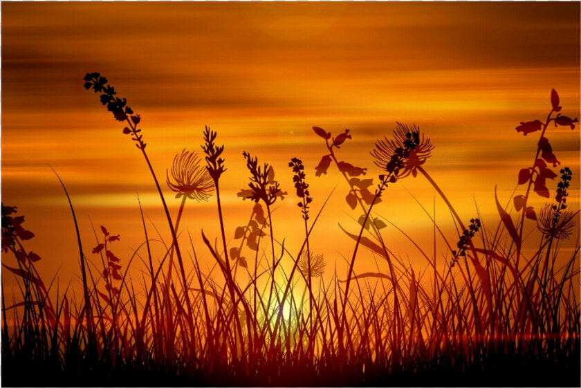  sunrise  overlay  background  grass   Sunset  HD Png DownloadTransparent PNG