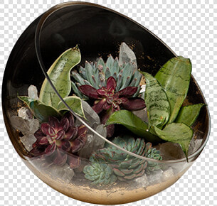 Flowerpot  HD Png DownloadTransparent PNG