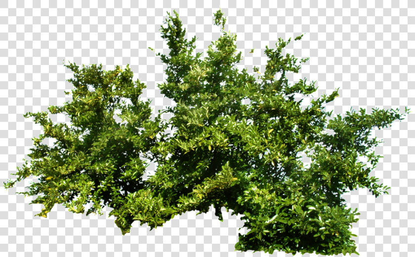 Bushes Png   Png Download   Bush Transparent Png  Png DownloadTransparent PNG