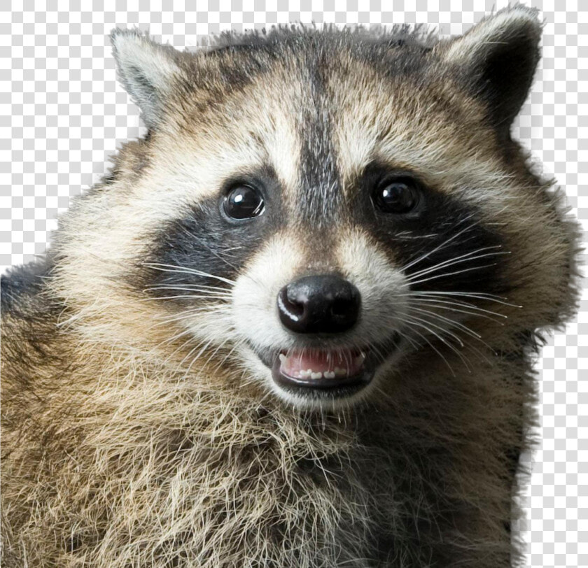 Raccoon Png Image   Rocky Racoon  Transparent PngTransparent PNG