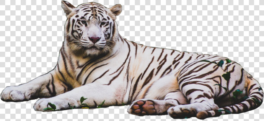 Transparent Tiger Stripes Png   Tiger Pics White Hd  Png DownloadTransparent PNG