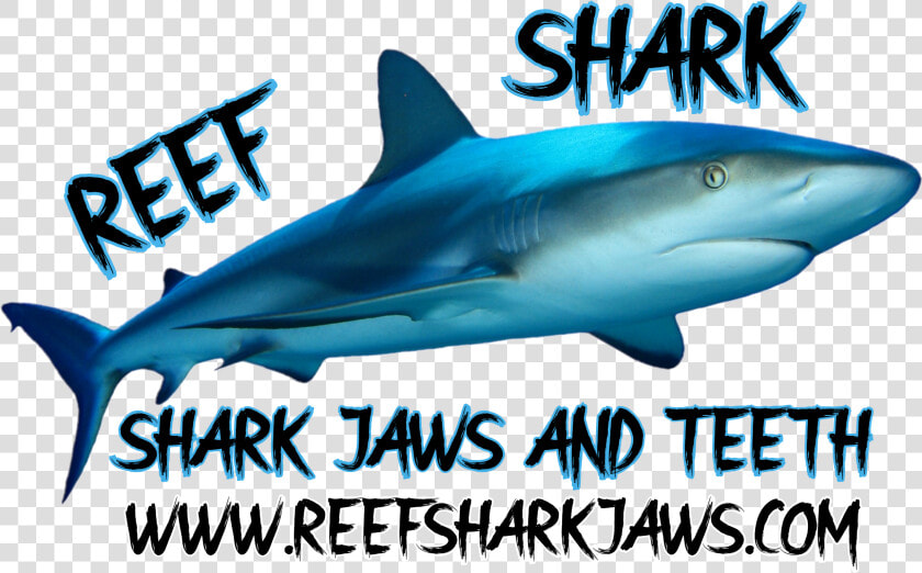 Reef Shark   Great White Shark  HD Png DownloadTransparent PNG