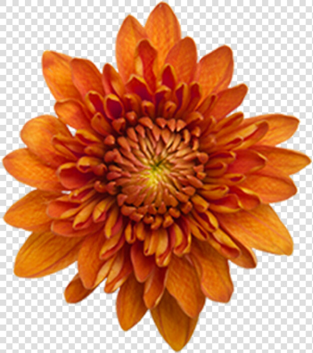 Click To Enlarge Image Bronze Daisy Virginia  HD Png DownloadTransparent PNG