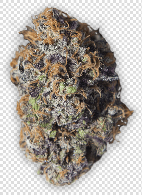 An Example Of Sol Cannabis Flower   Mussel  HD Png DownloadTransparent PNG